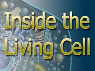 Inside the Living Cell